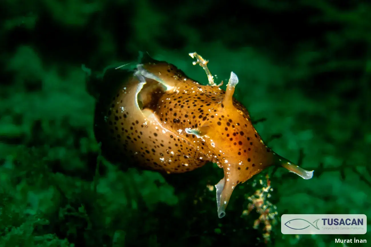 Pleurobranchaea meckeli