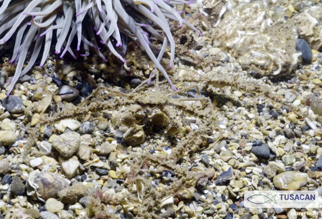 Inachus sp.
