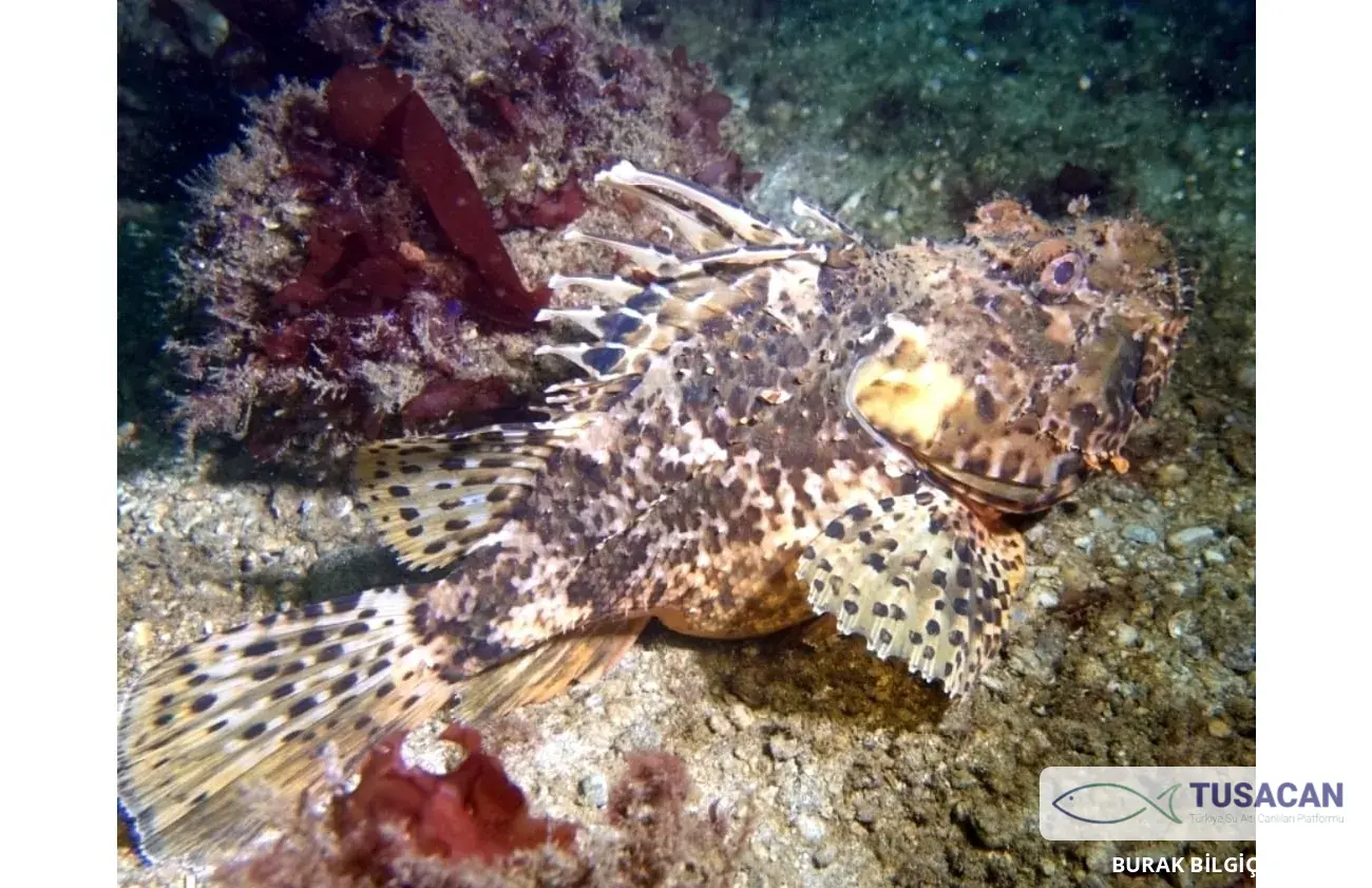 Scorpaena scrofa
