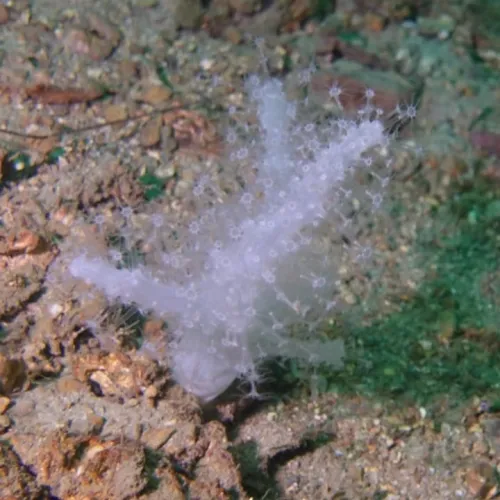 Alcyonium palmatum
