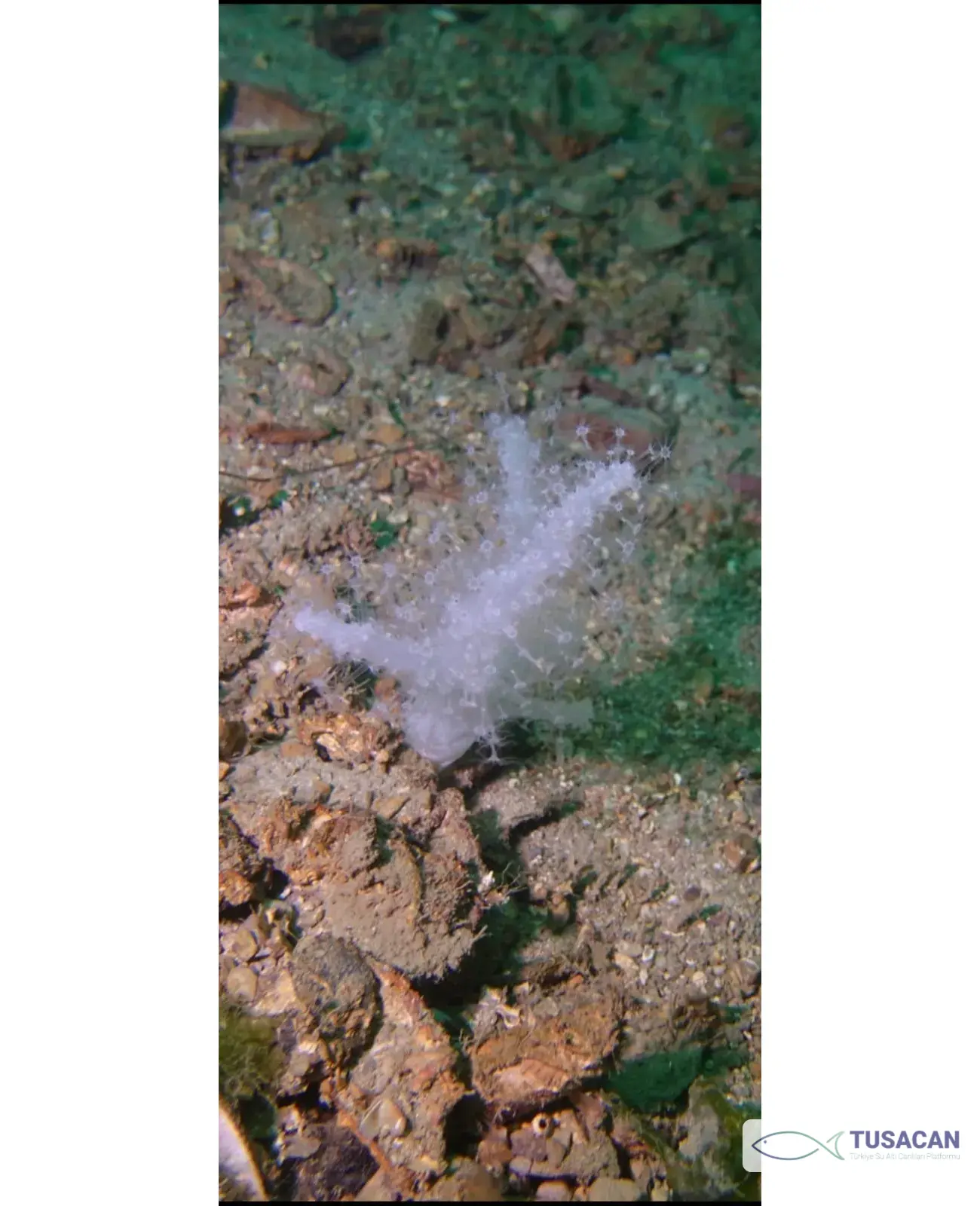Alcyonium palmatum