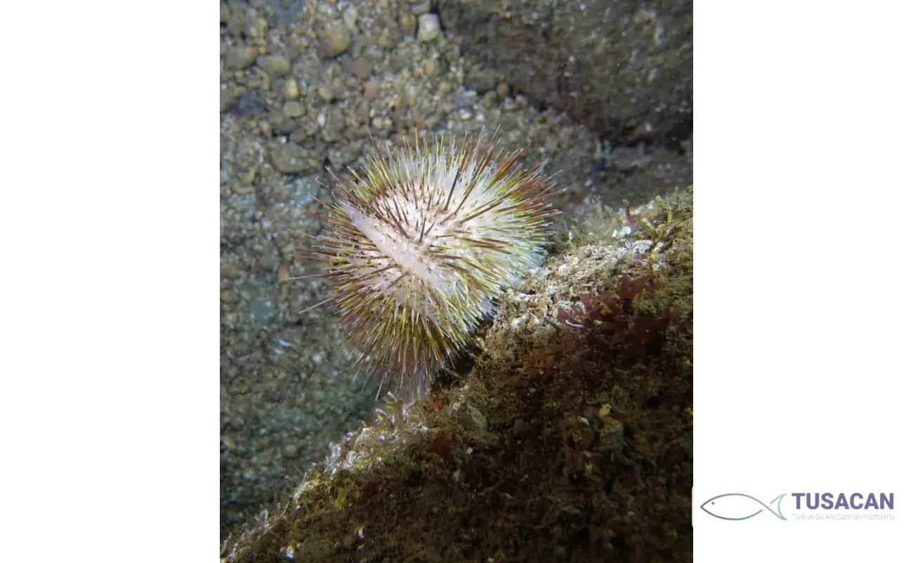 Paracentrotus lividus