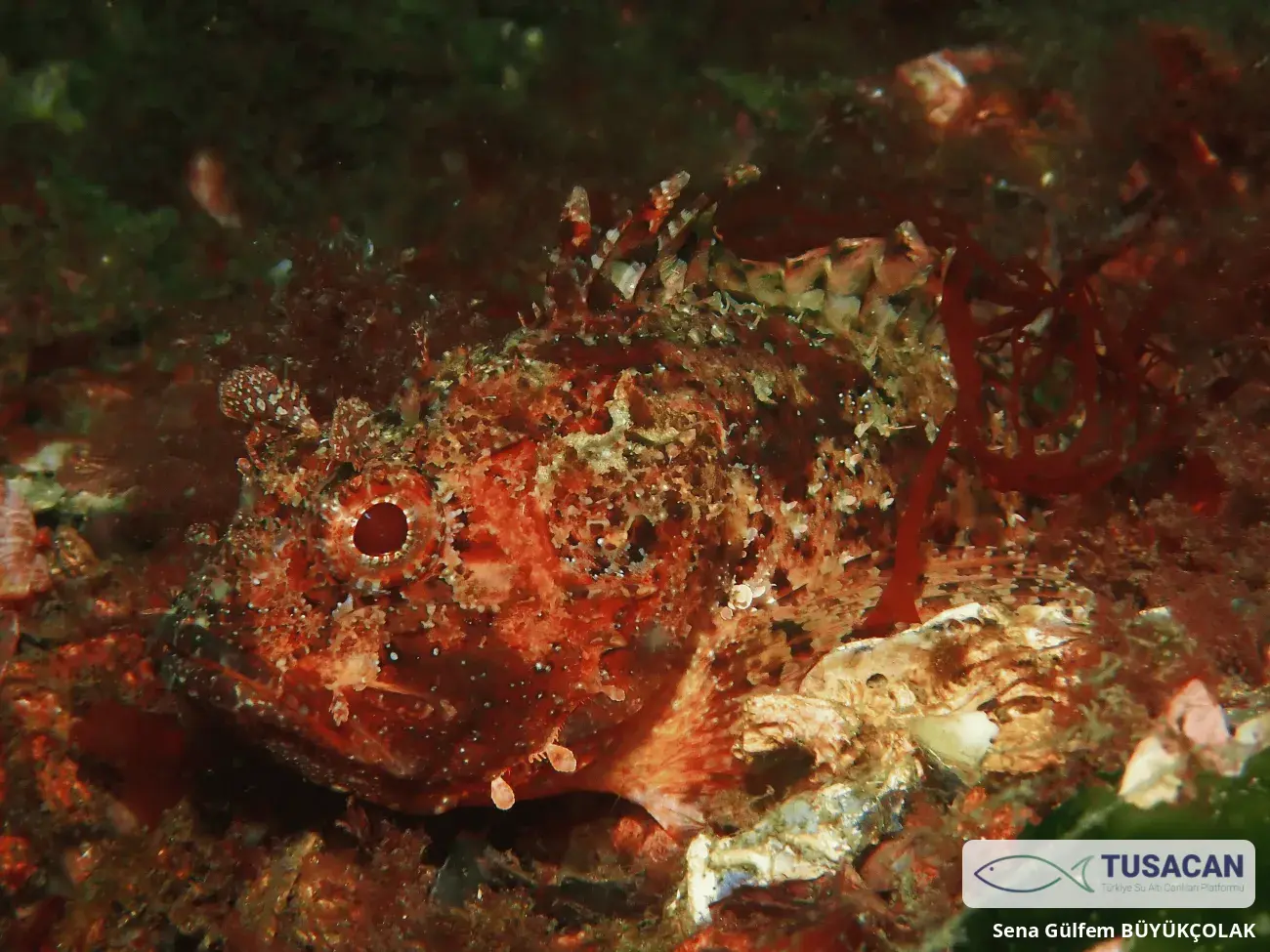 Scorpaena porcus