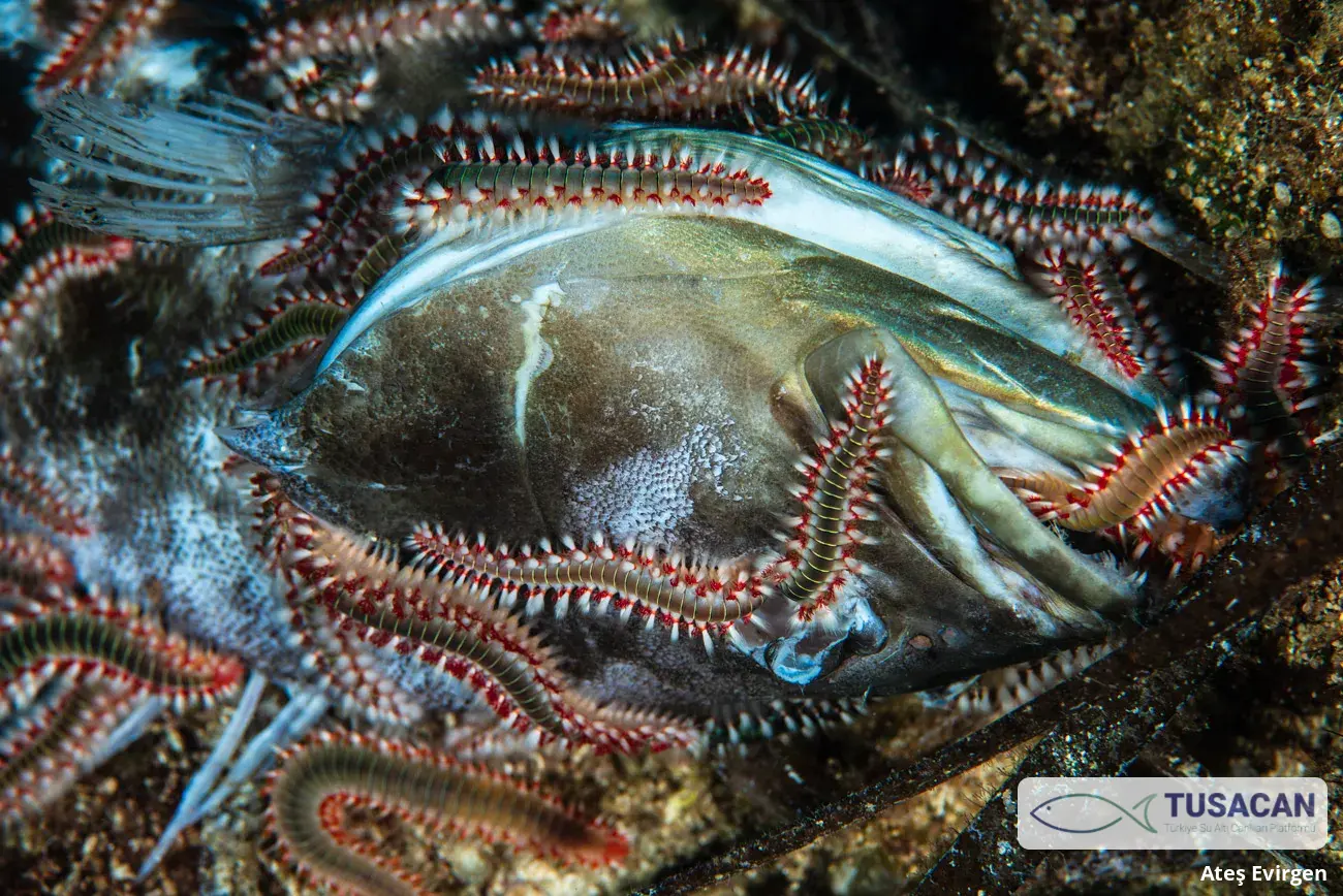 Hermodice carunculata