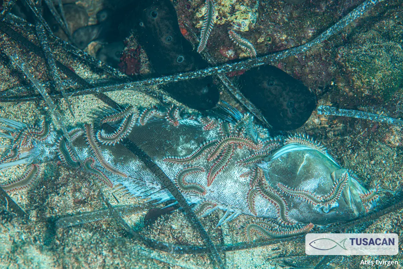 Hermodice carunculata