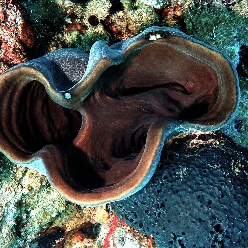 Calyx nicaeensis