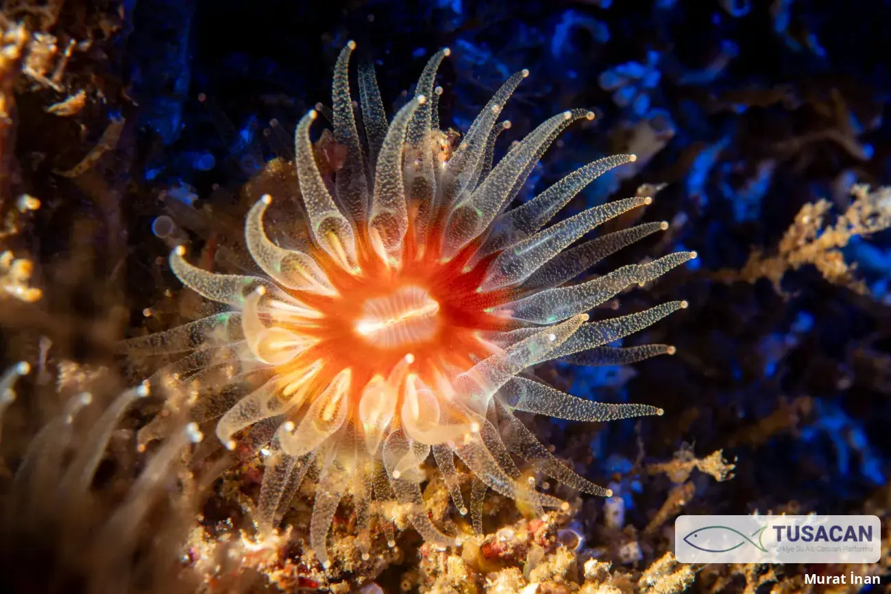 Caryophyllia smithii