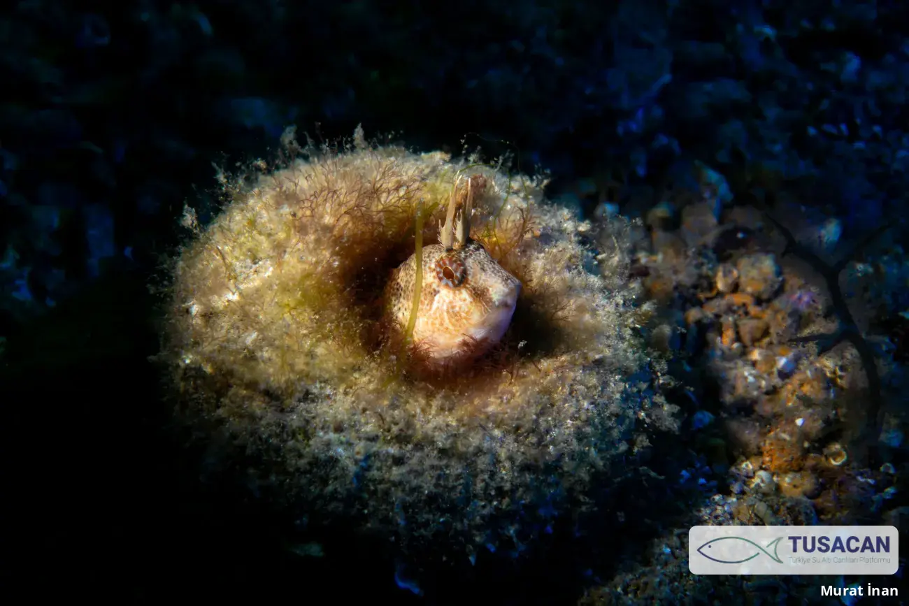 Parablennius tentacularis