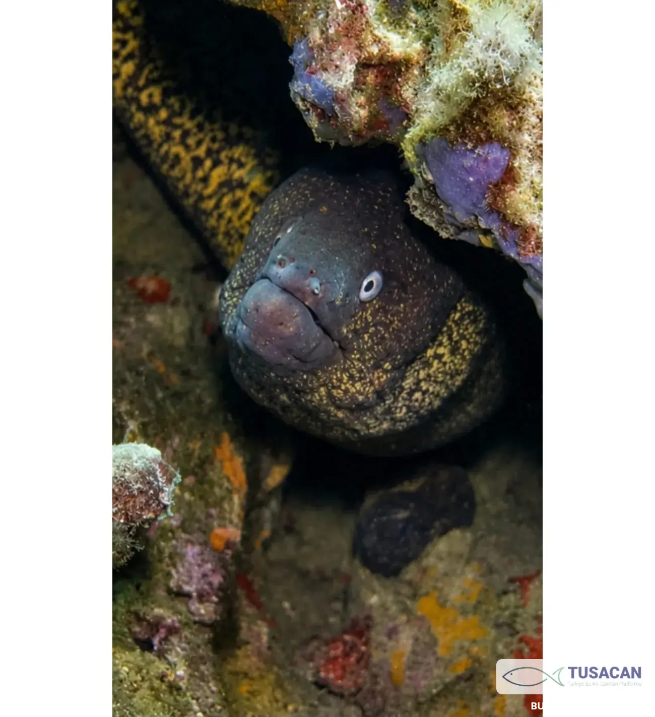 Muraena helena