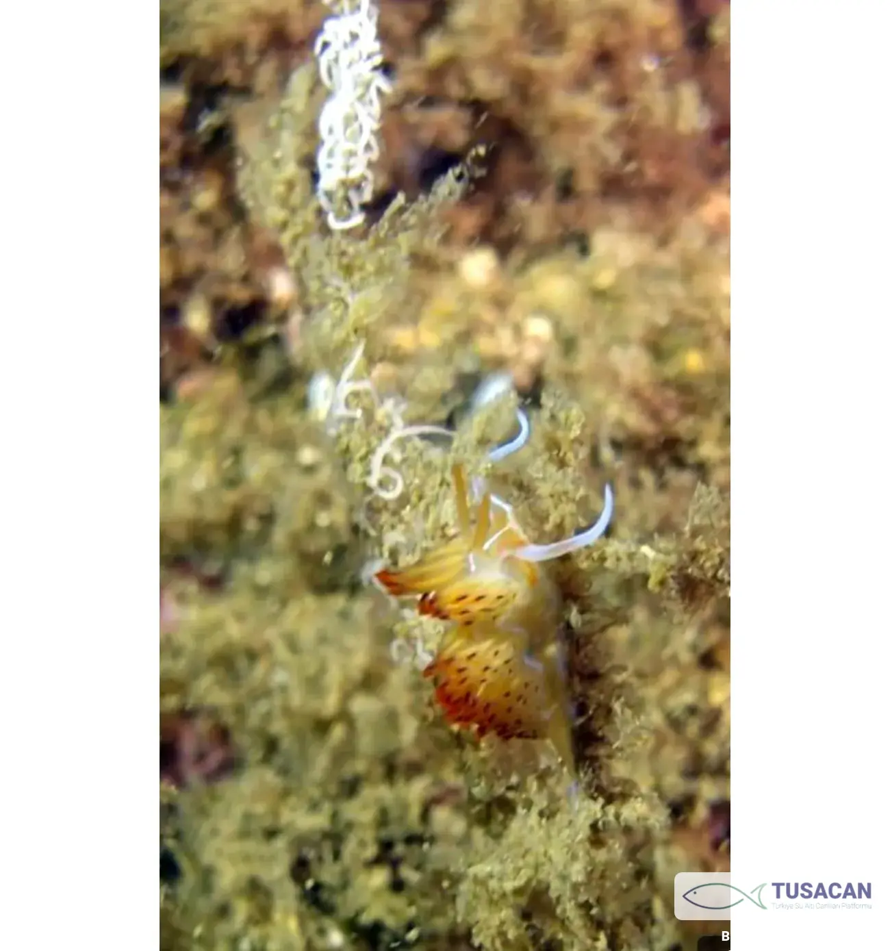 Nemesignis banyulensis
