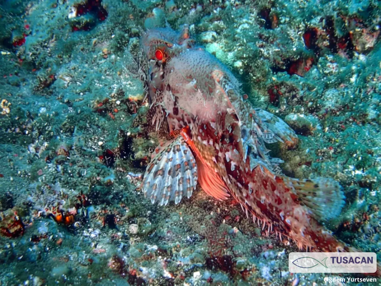 Scorpaena sp.