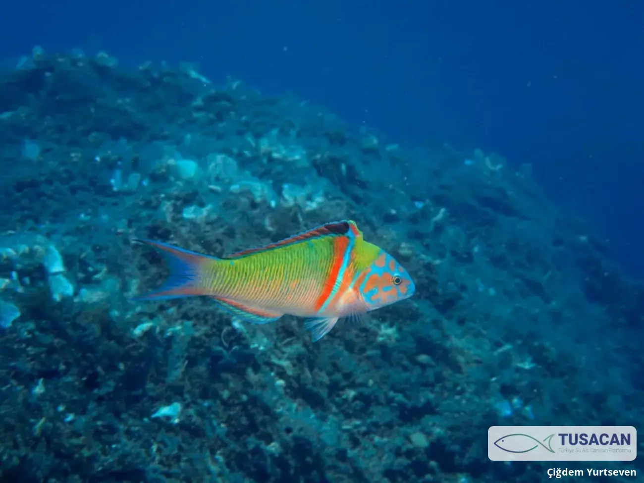 Thalassoma pavo