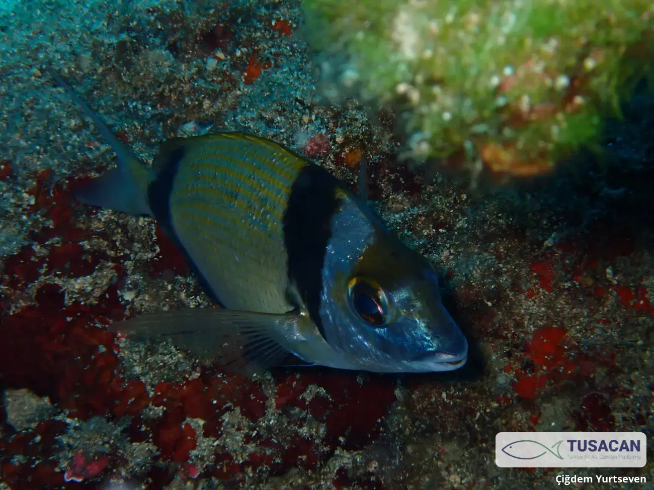 Diplodus vulgaris