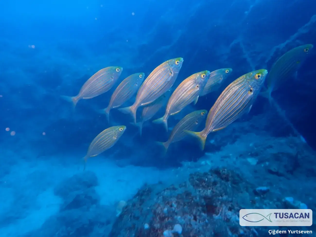 Sarpa salpa