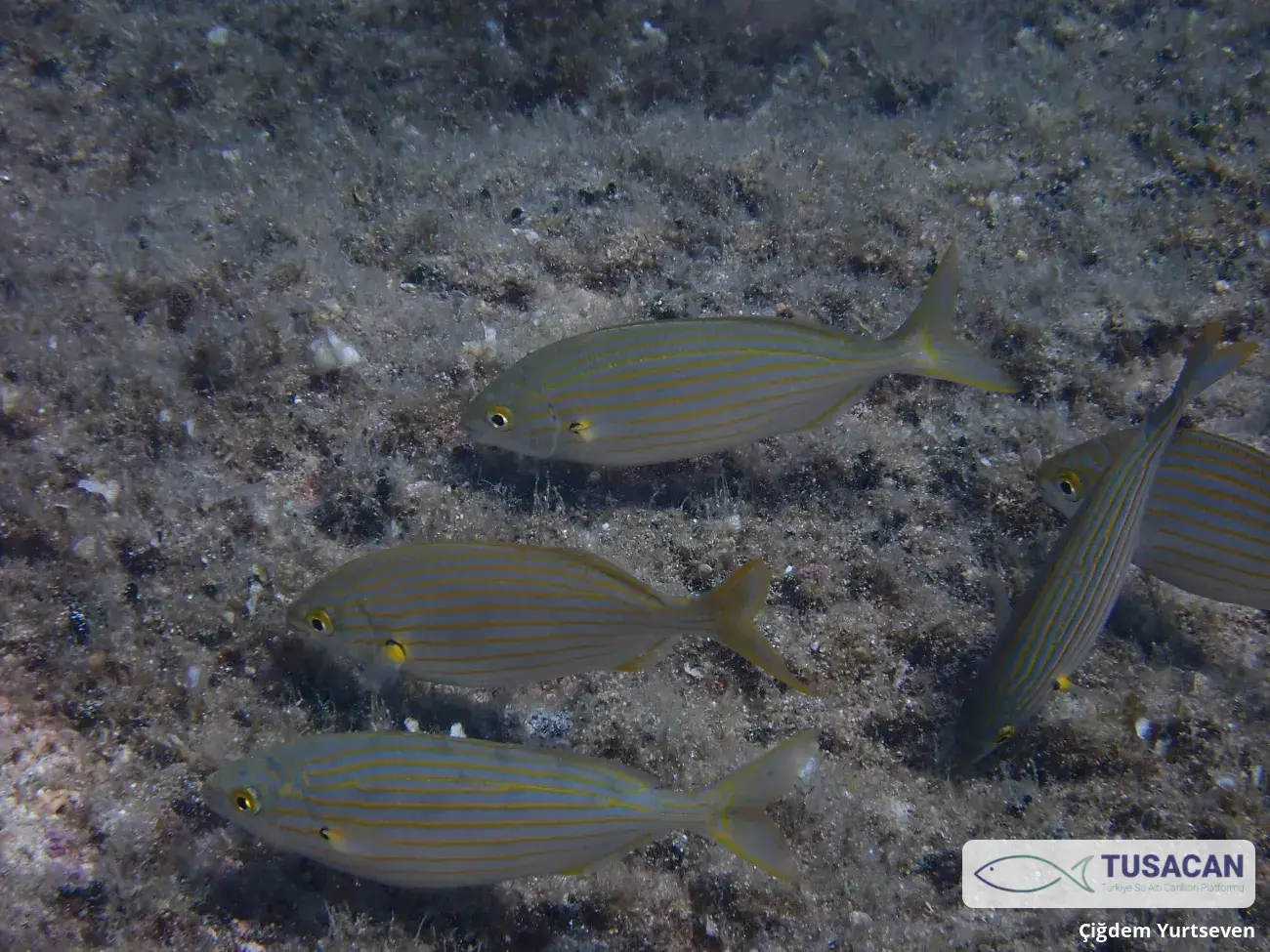 Sarpa salpa