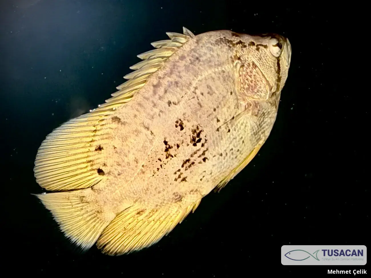 Lobotes surinamensis