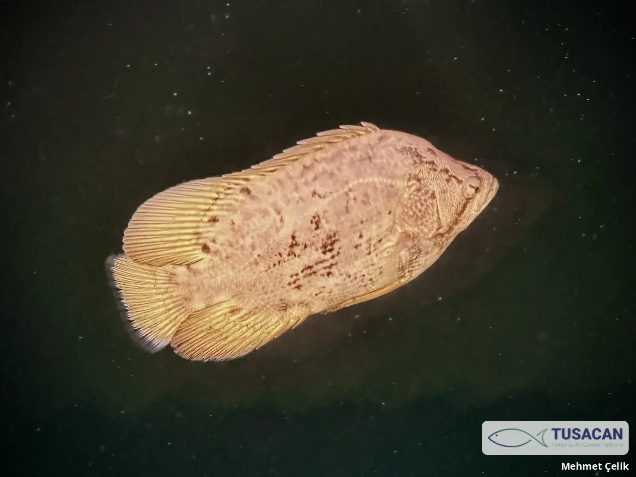 Lobotes surinamensis
