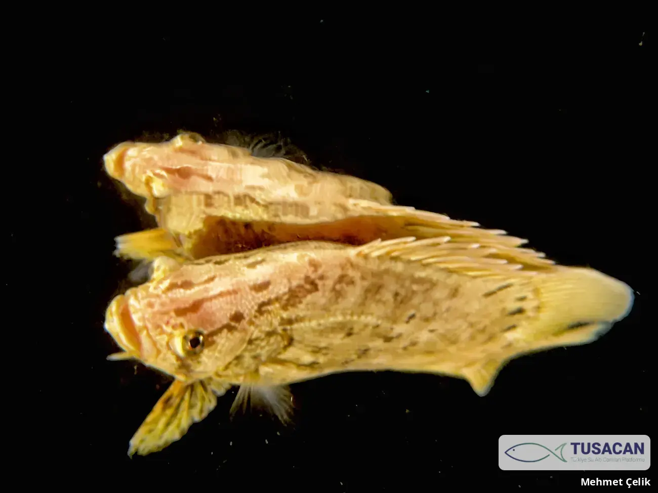 Lobotes surinamensis
