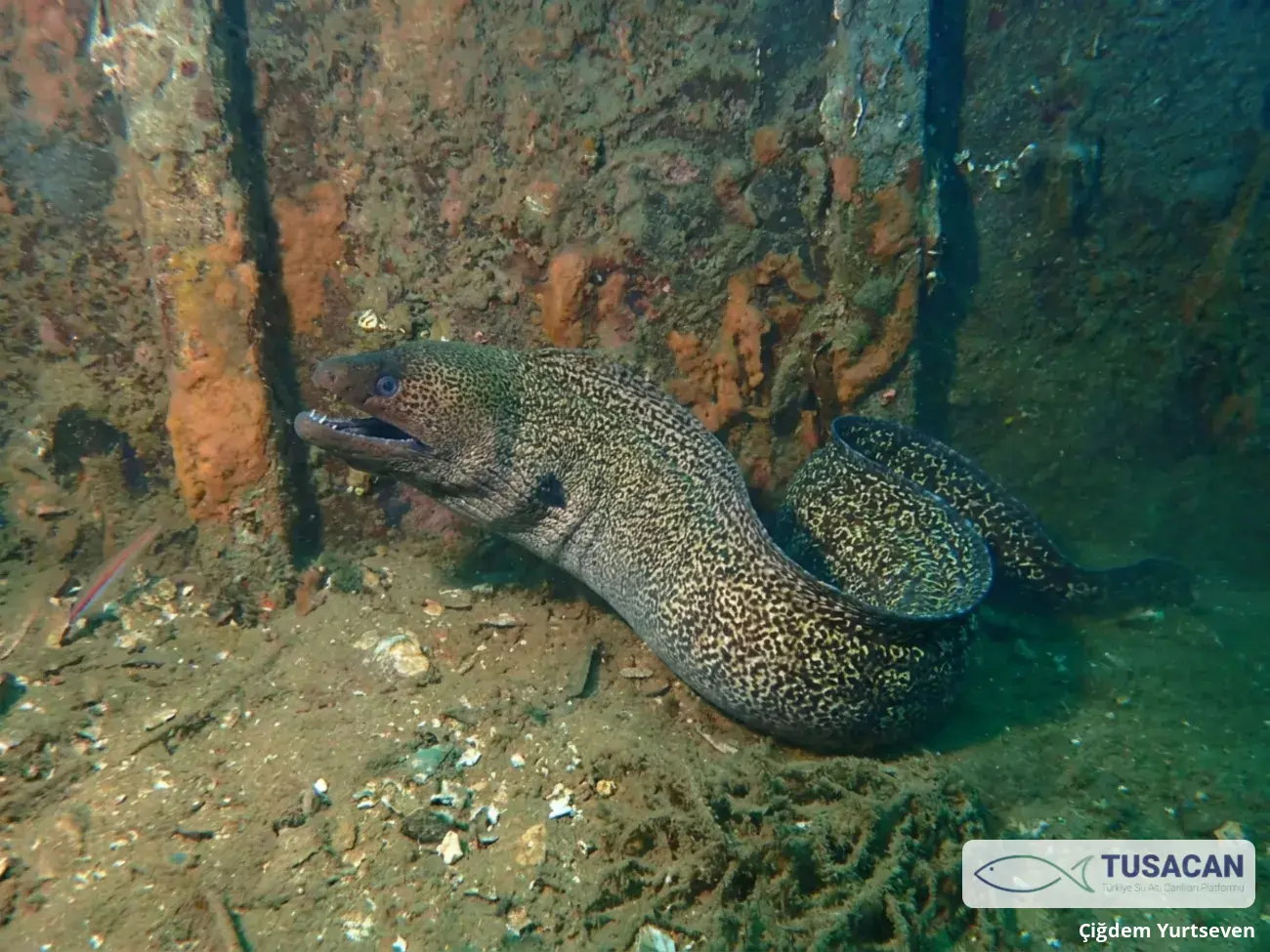 Muraena helena