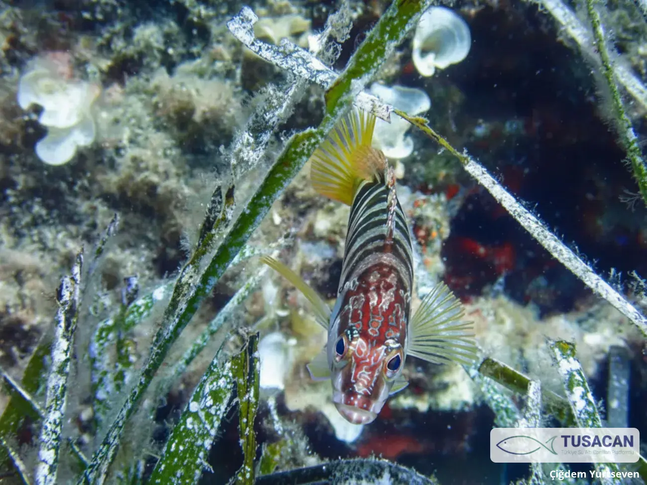 Serranus scriba