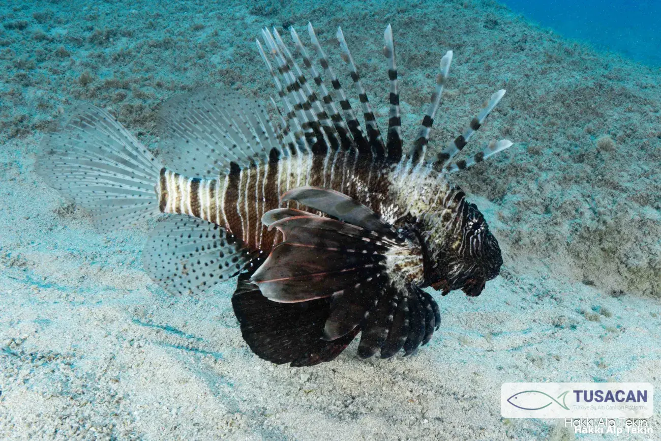Pterois miles