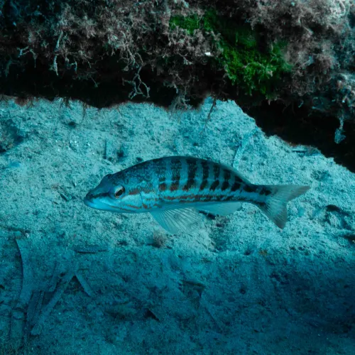 Serranus cabrilla