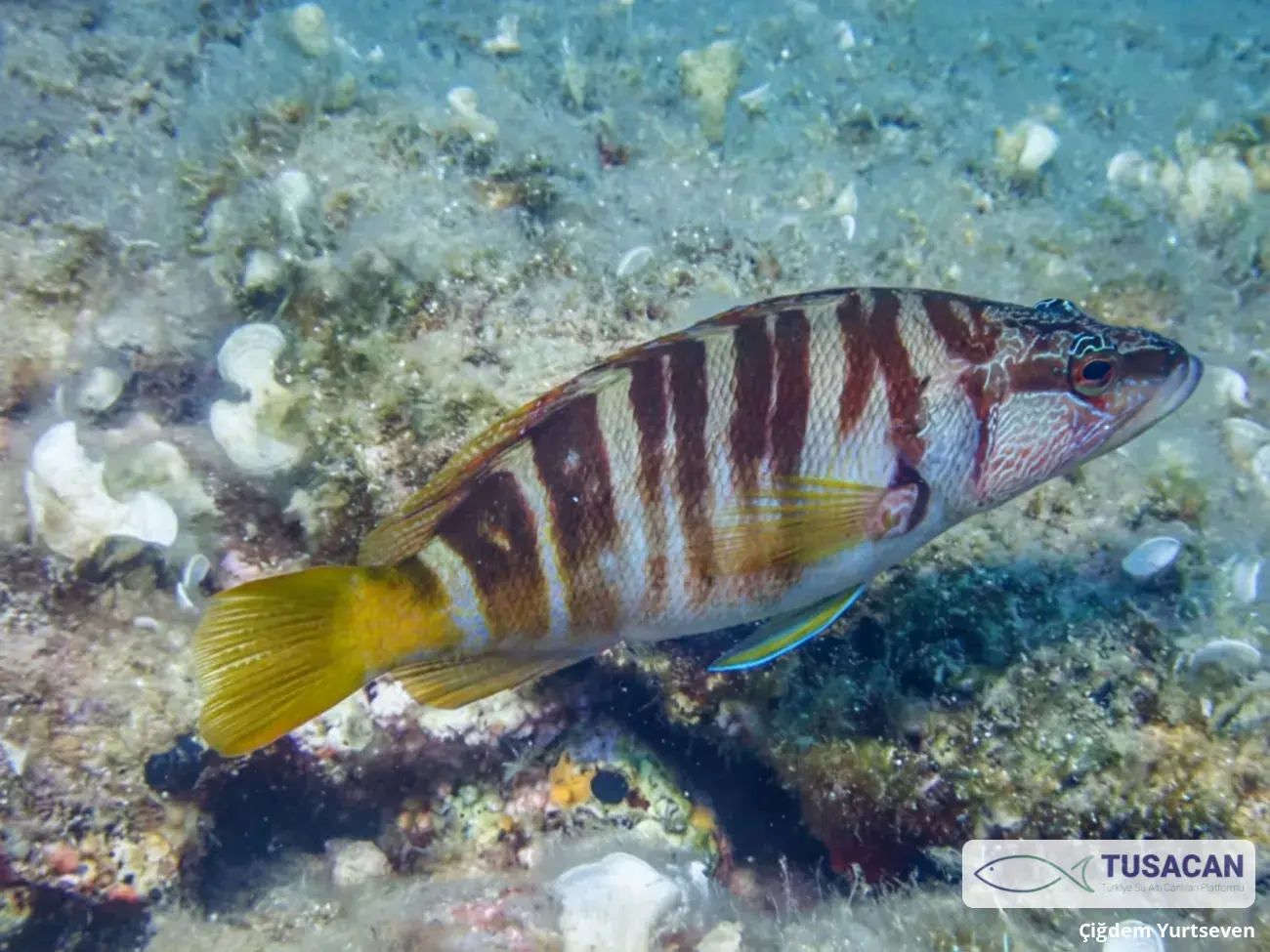 Serranus scriba