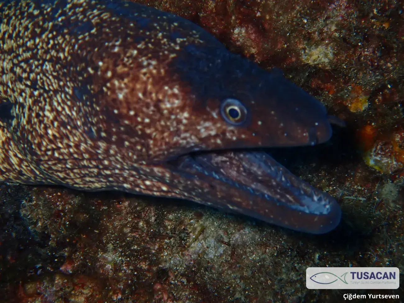 Muraena helena