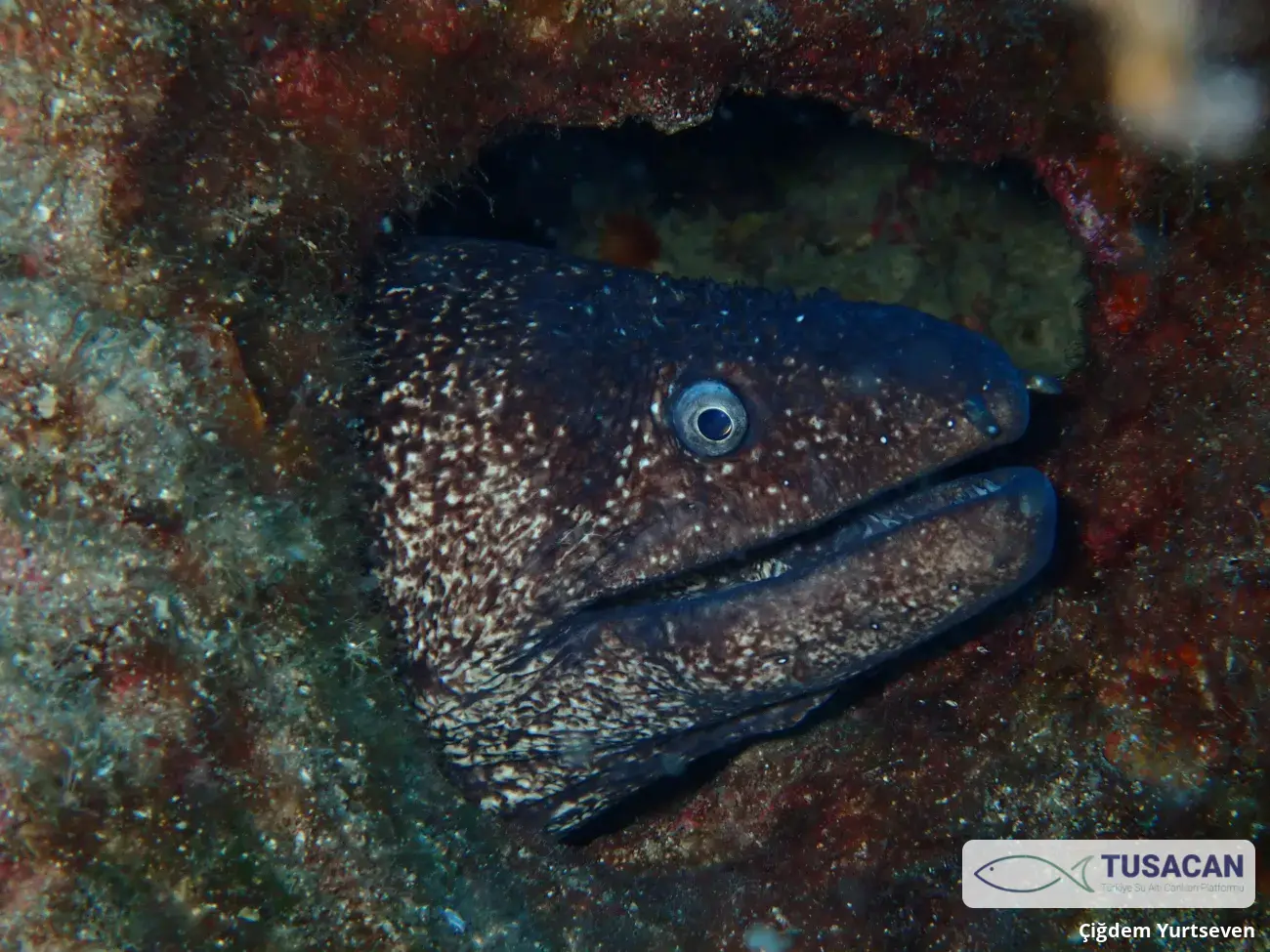 Muraena helena