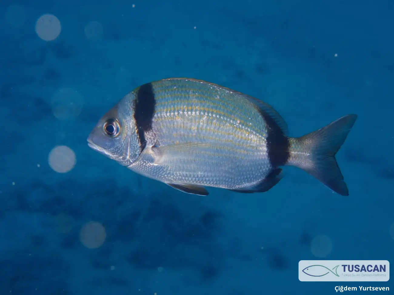 Diplodus vulgaris