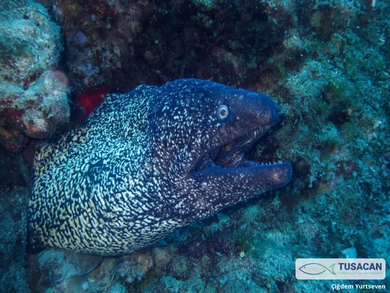 Muraena helena
