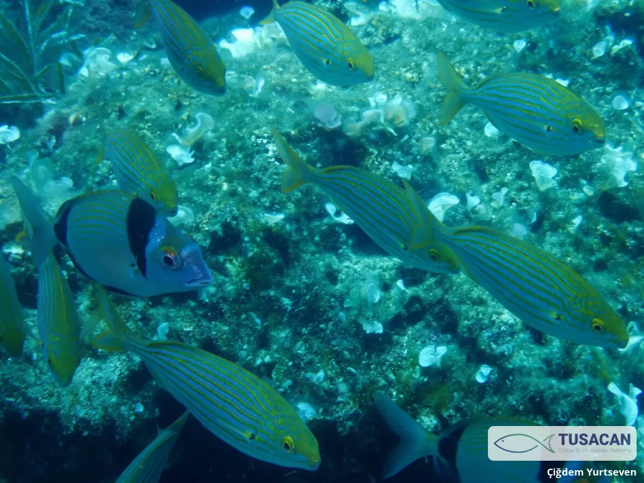 Sarpa salpa