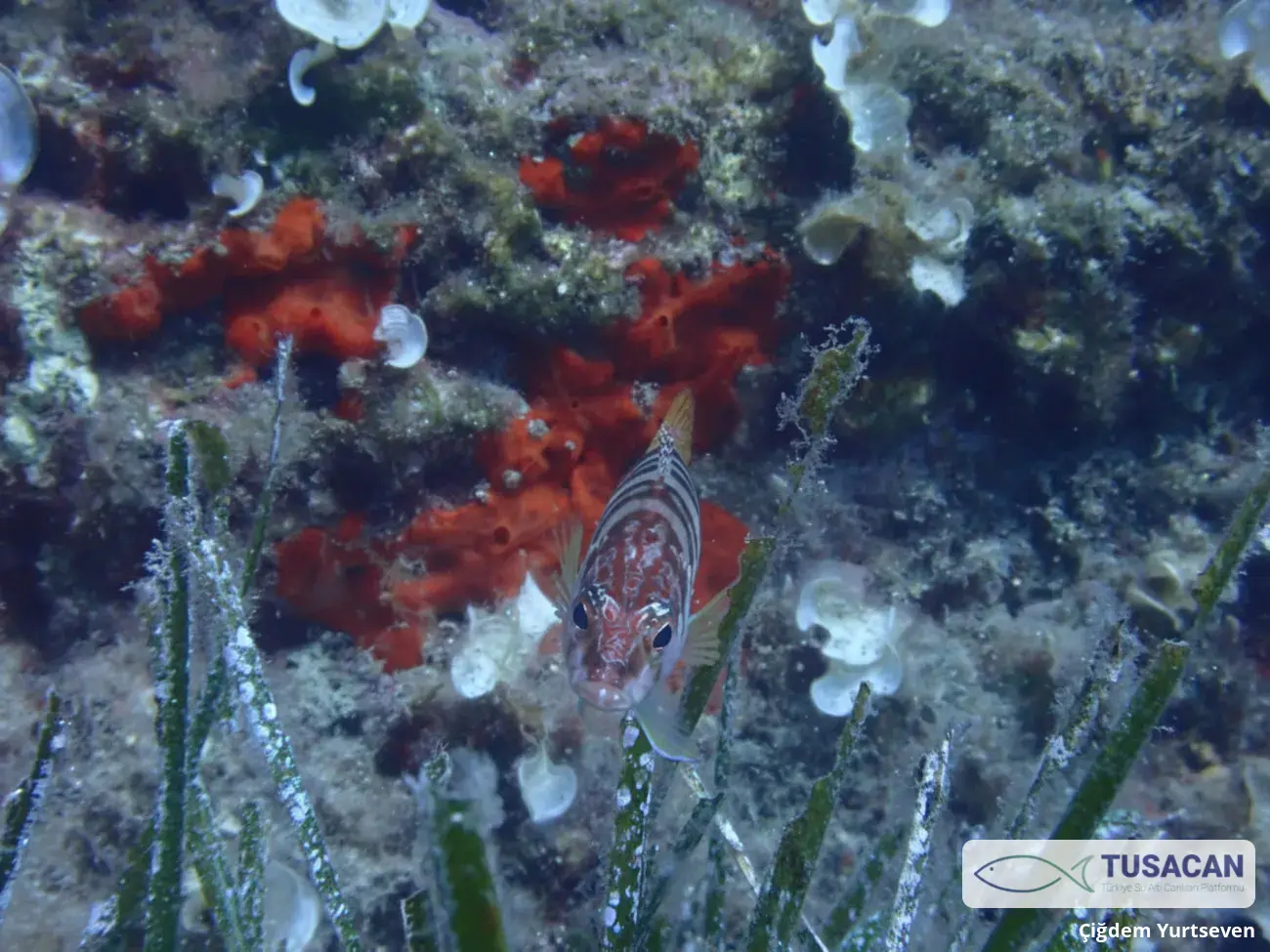 Serranus scriba