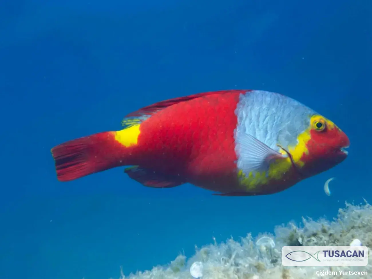 Sparisoma cretense