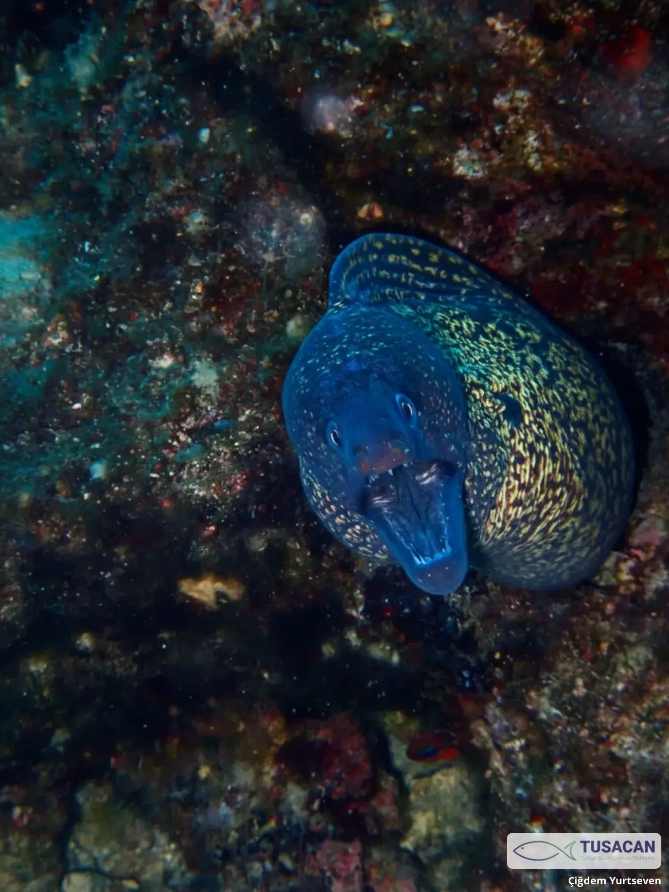 Muraena helena