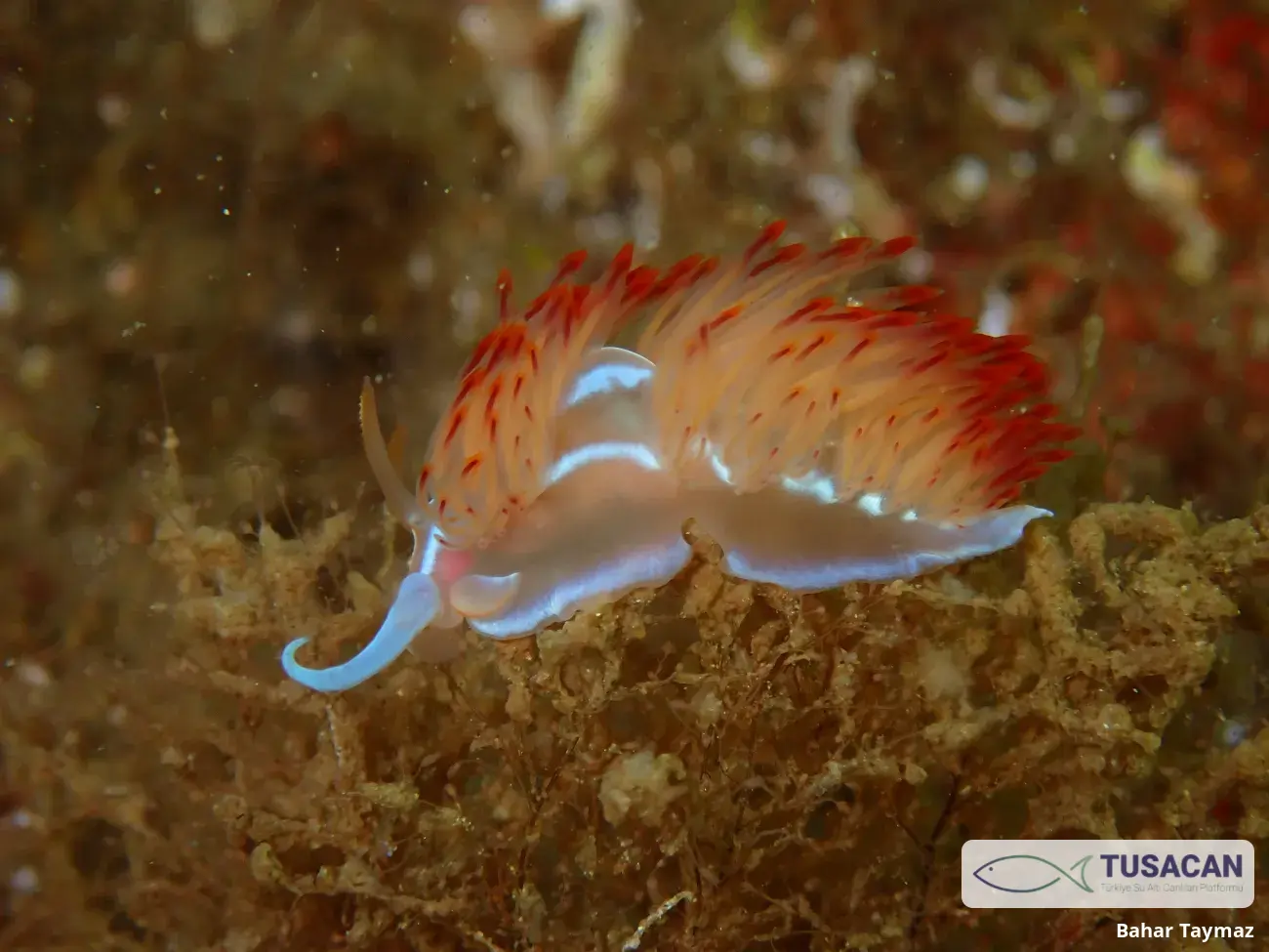 Nemesignis banyulensis