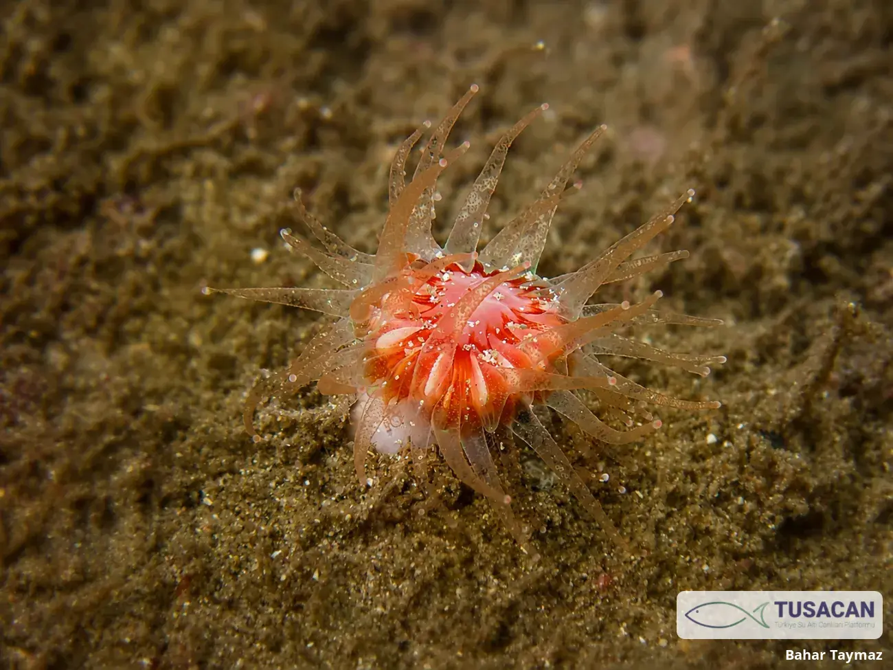Caryophyllia smithii