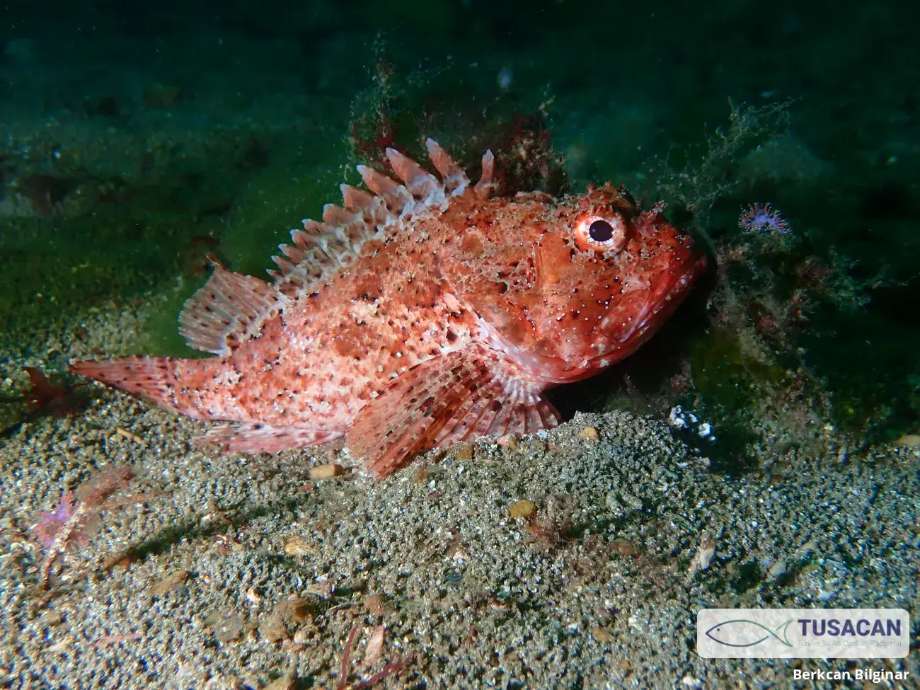 Scorpaena porcus