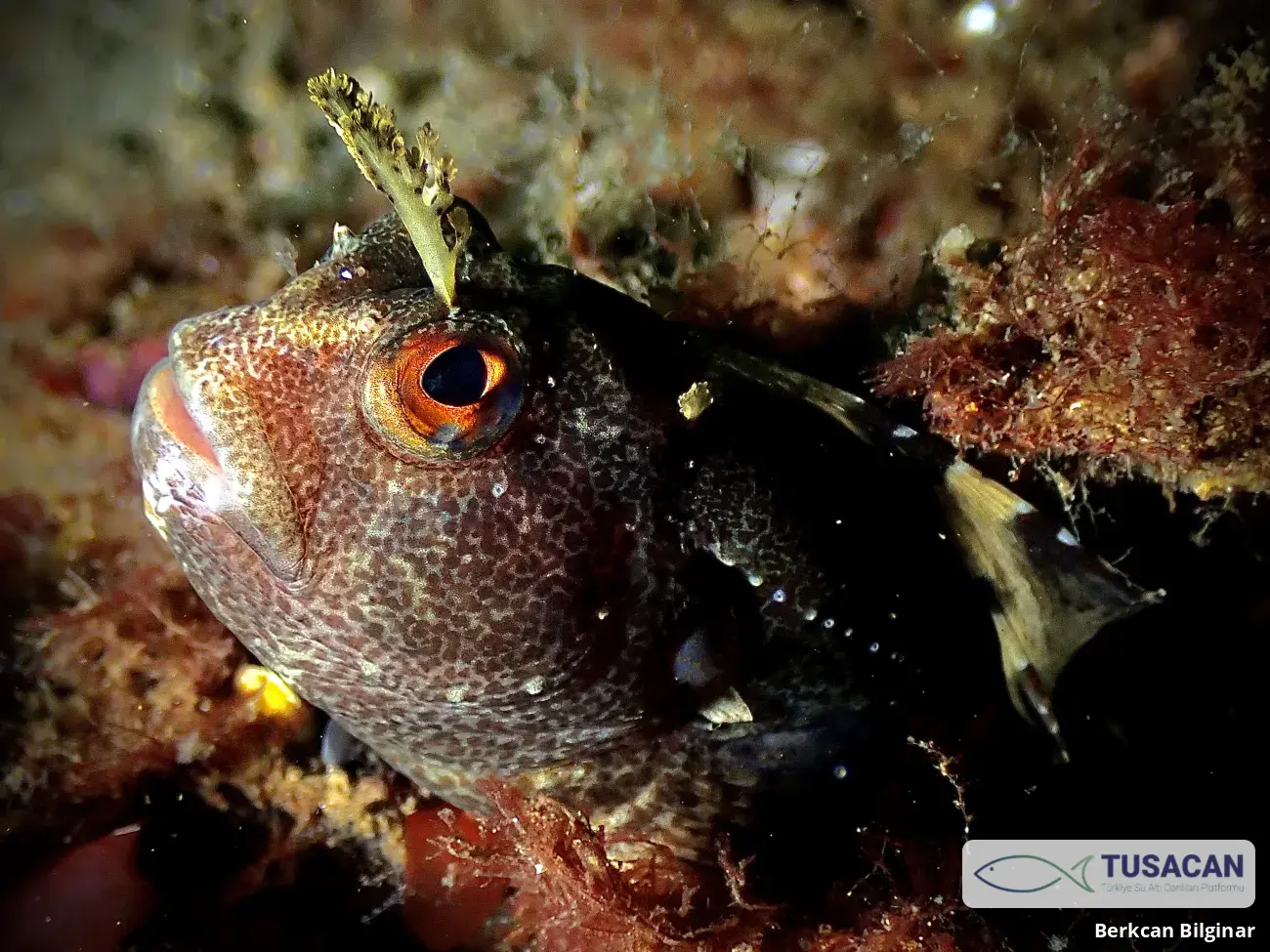 Blennius ocellaris