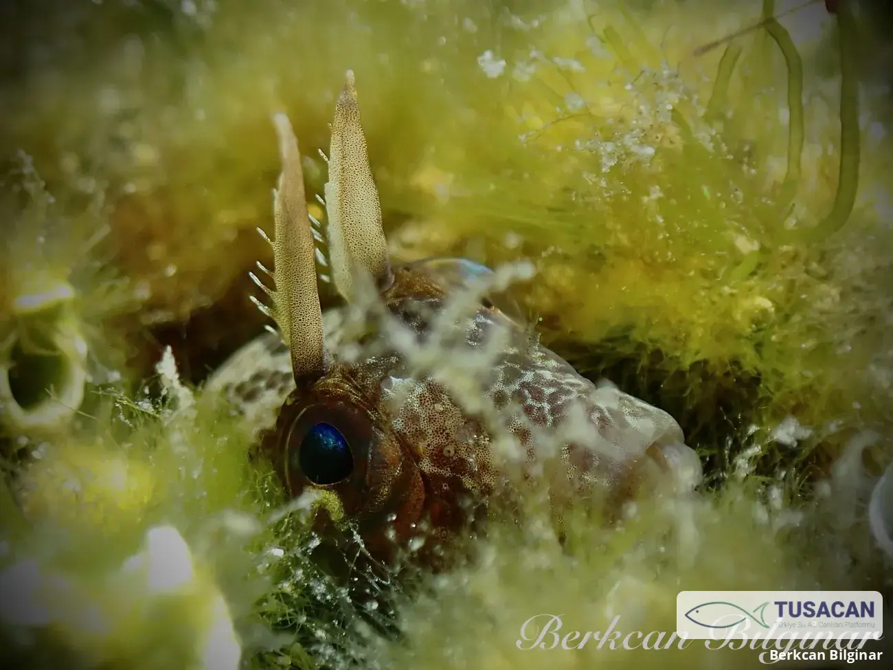 Parablennius tentacularis
