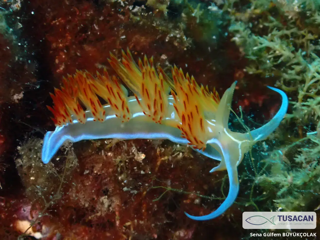 Nemesignis banyulensis