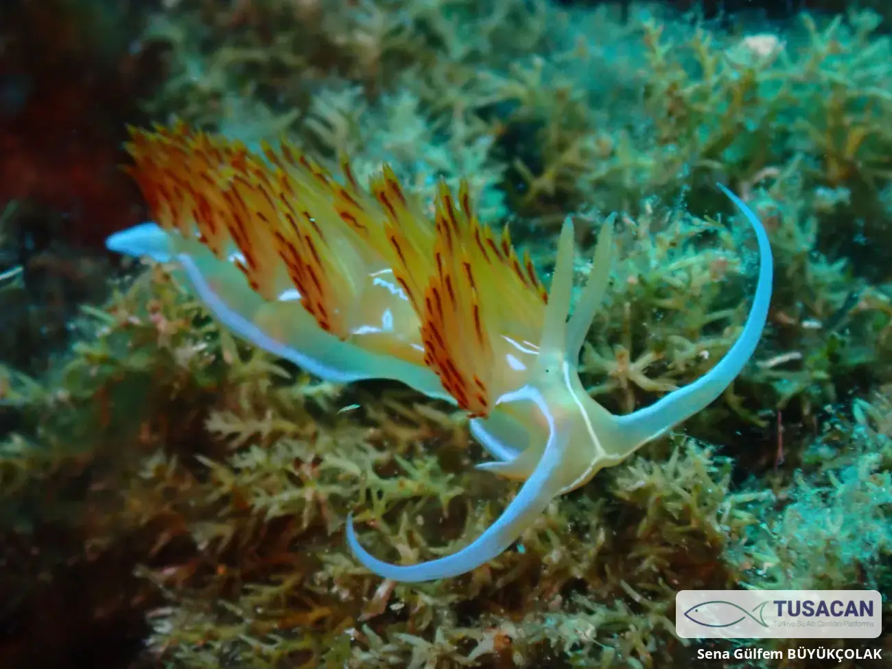 Nemesignis banyulensis