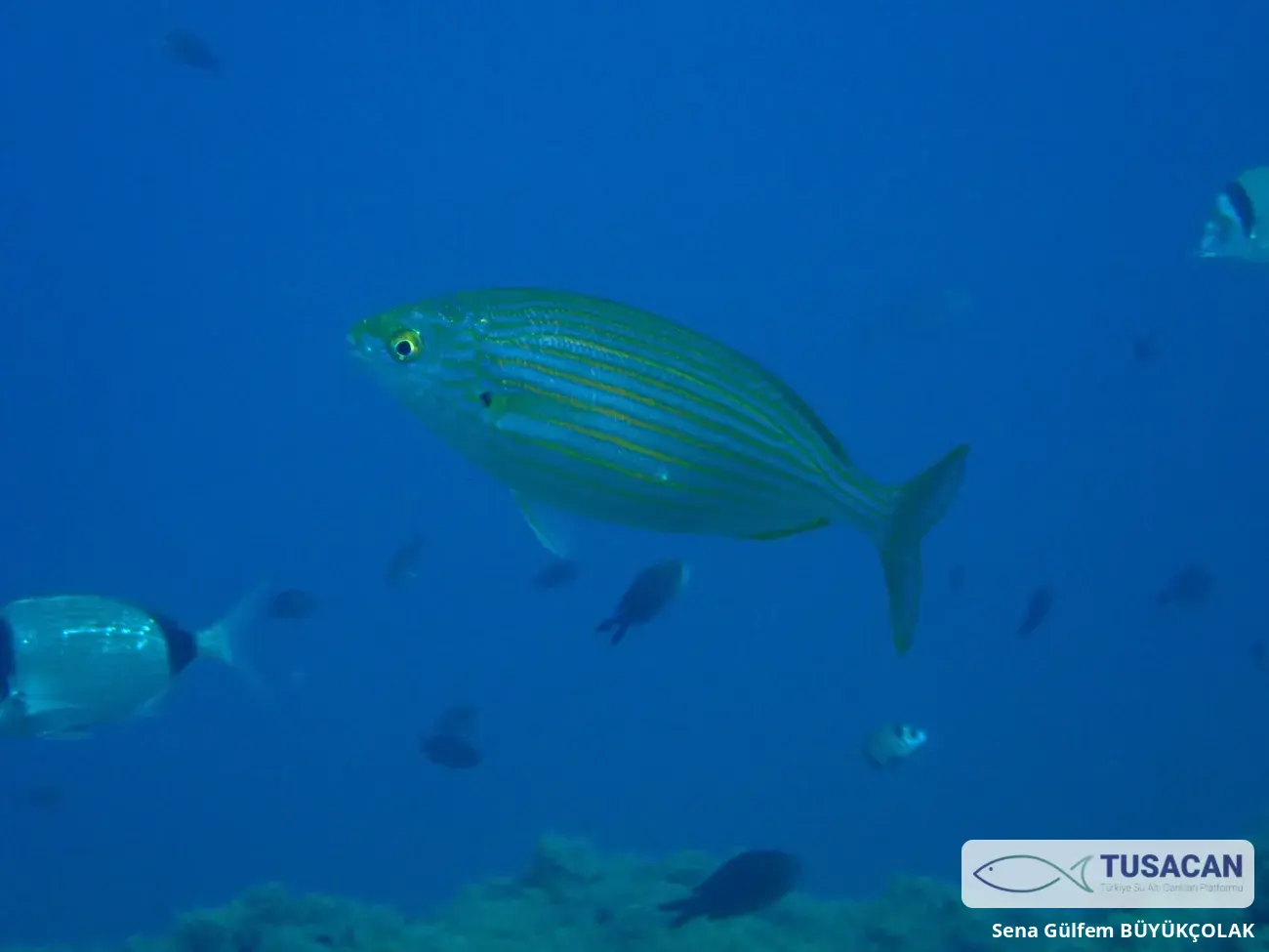 Sarpa salpa