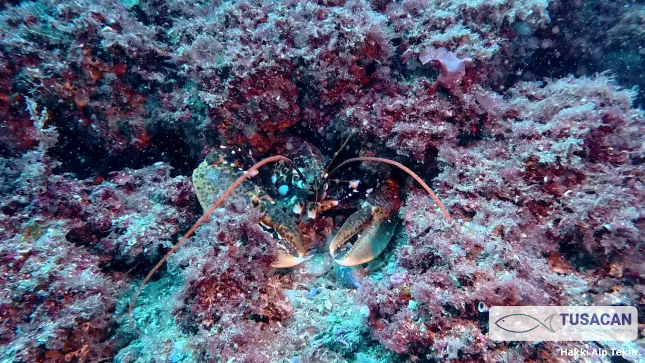 Homarus gammarus