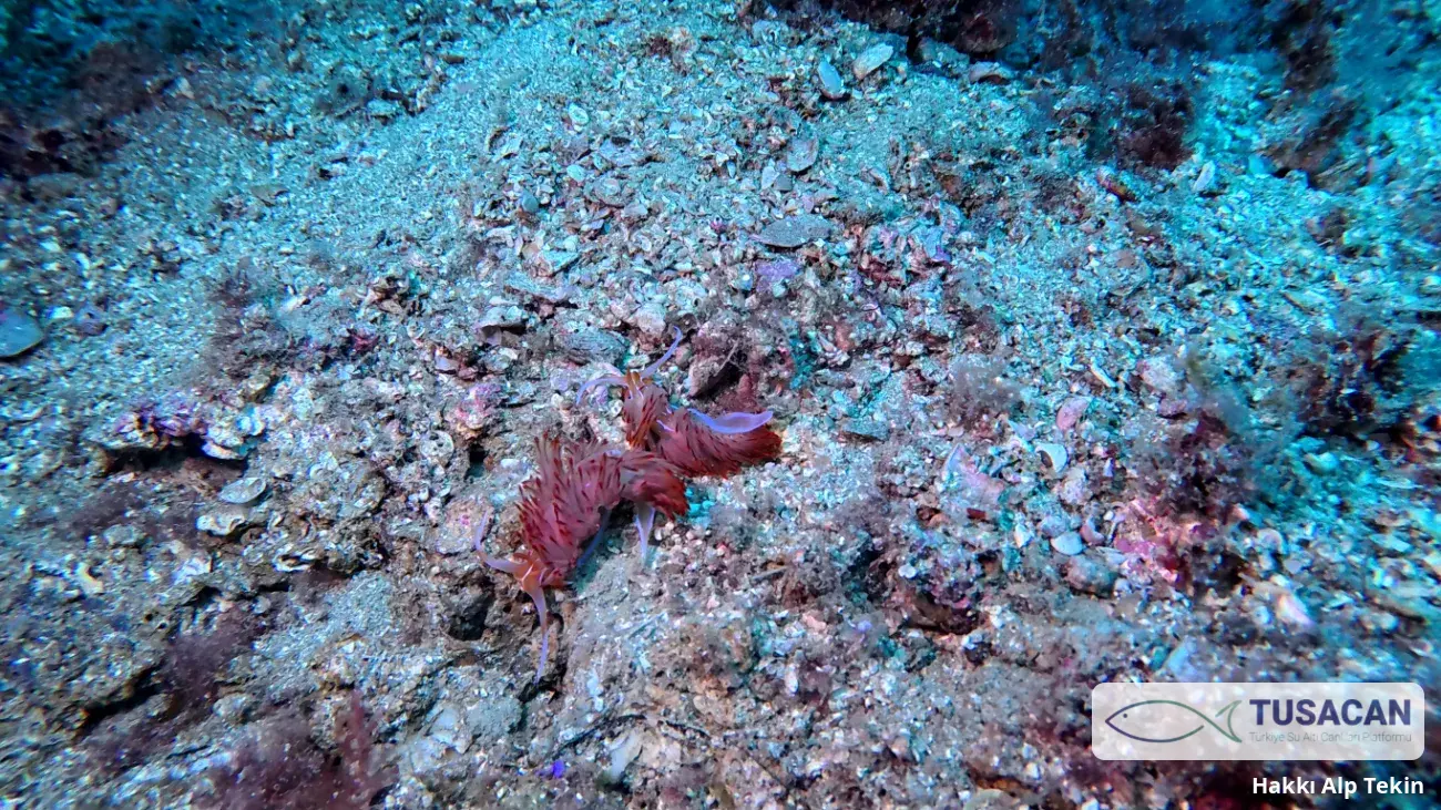 Nemesignis banyulensis