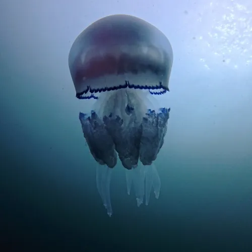 Rhizostoma pulmo