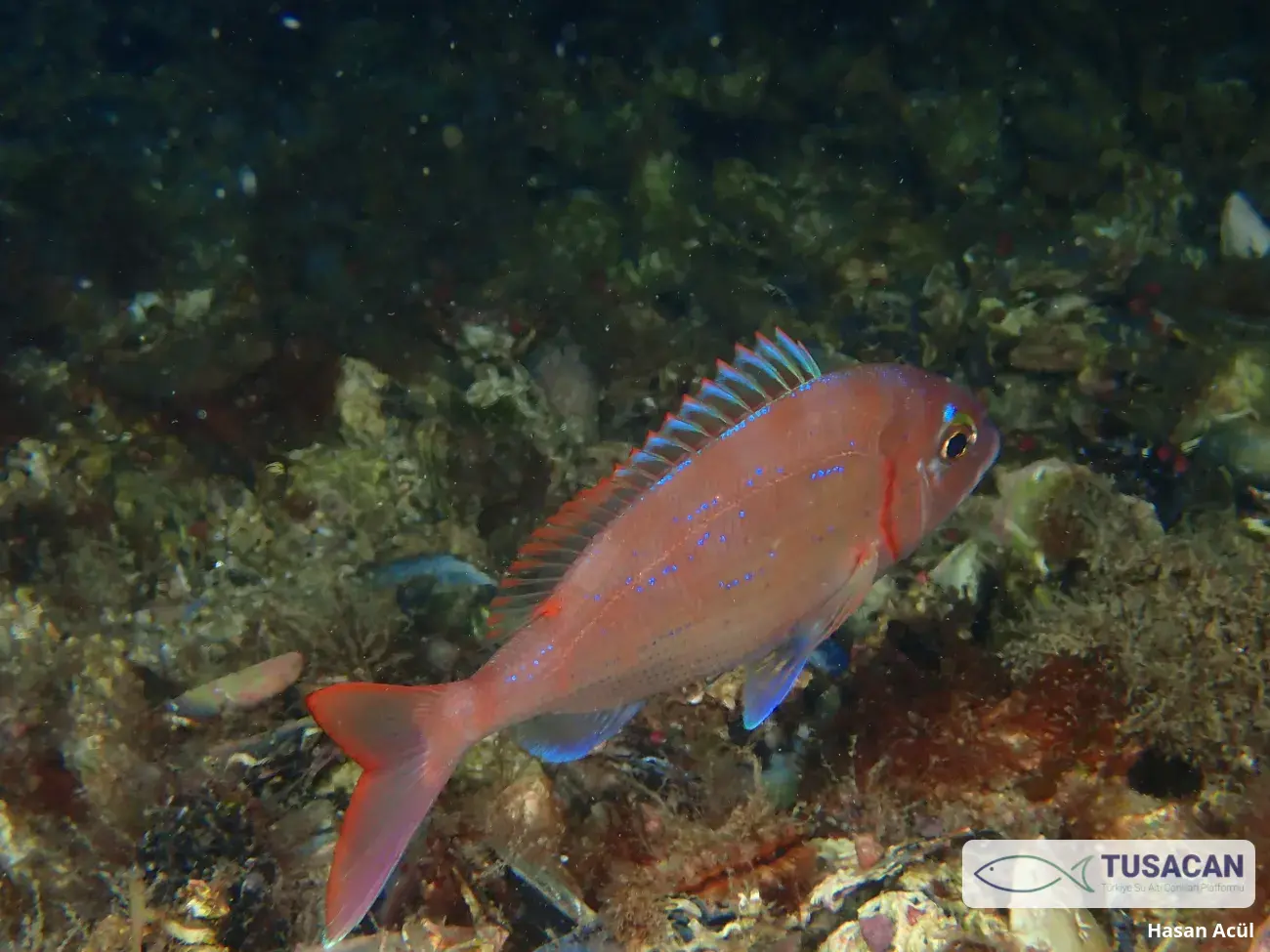 Pagellus erythrinus