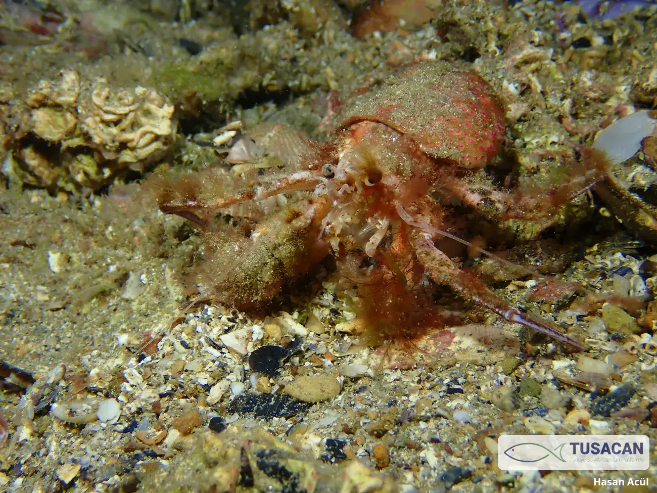 Pagurus prideaux