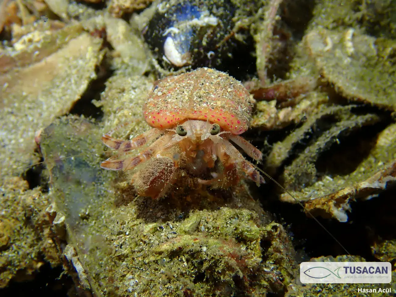 Pagurus prideaux