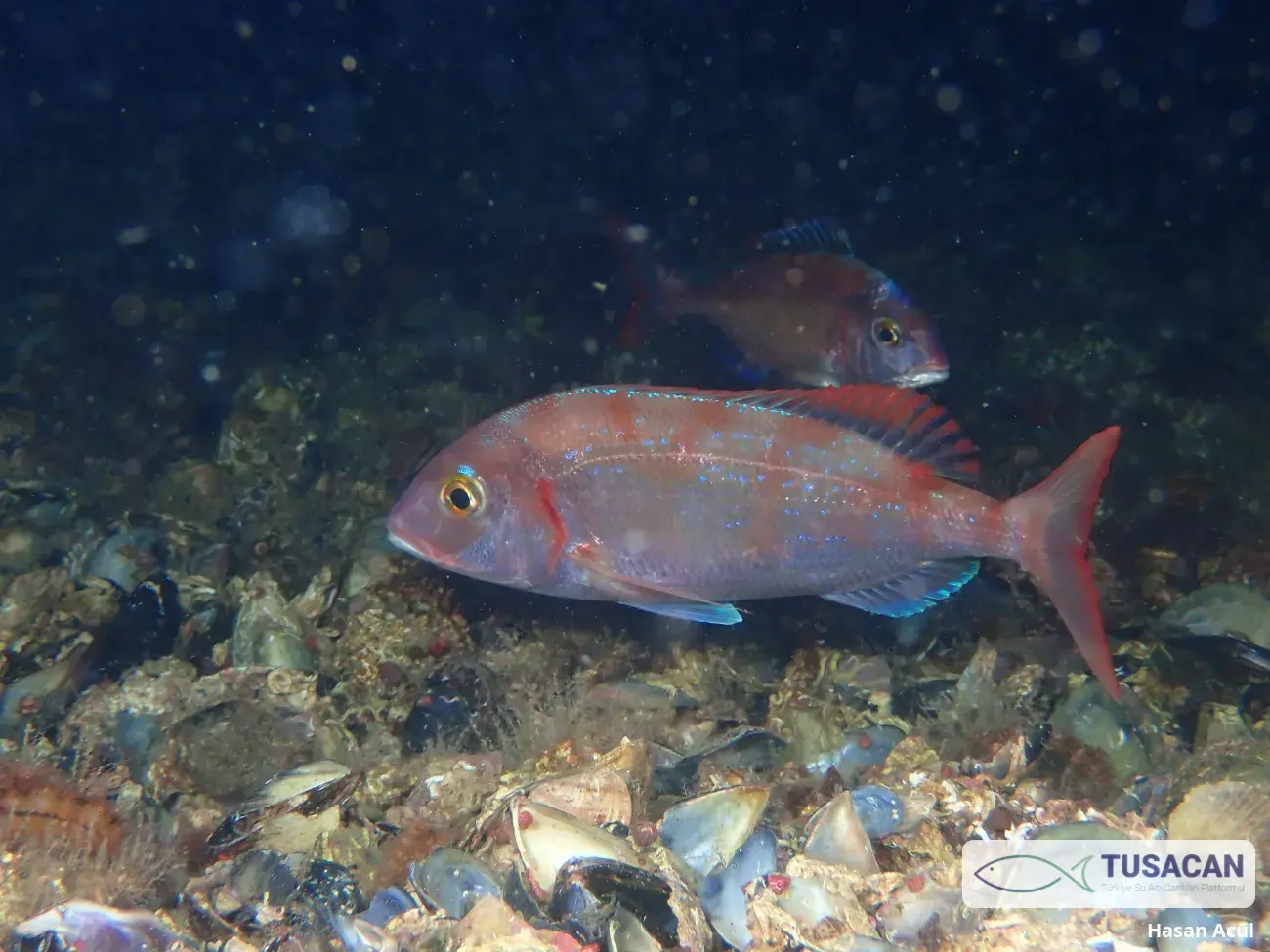 Pagellus erythrinus